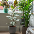 Transform Your Home With These Best Air Purifying Plants