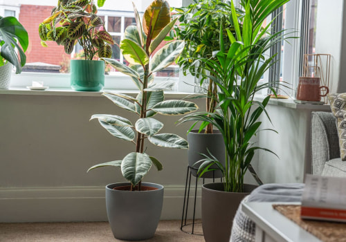 Transform Your Home With These Best Air Purifying Plants